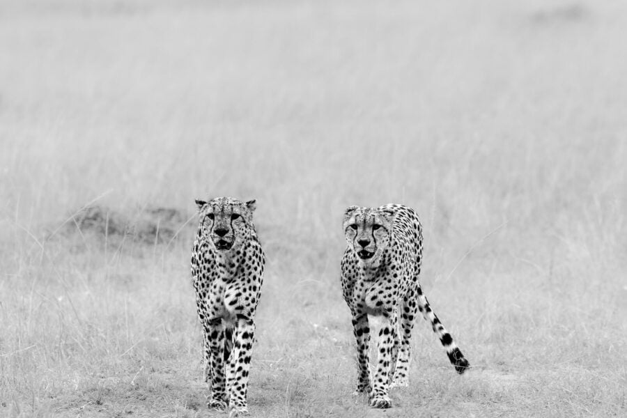 Wildlife Frame