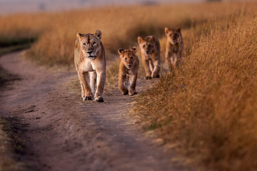 Wildlife Frame