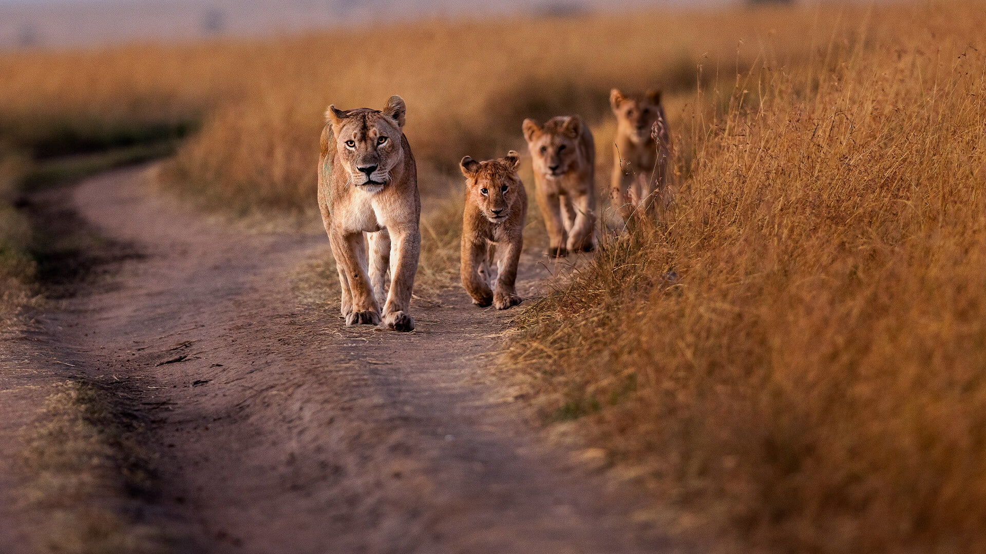 Mother’s Love: Fierce Strength