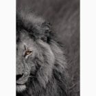 Wild Animal Photo Frame