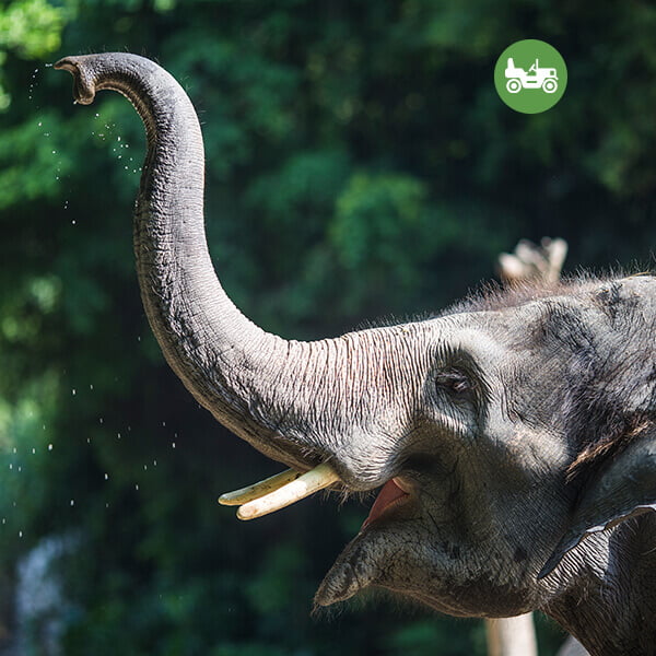 Corporates 9 Wild Animal Frame
