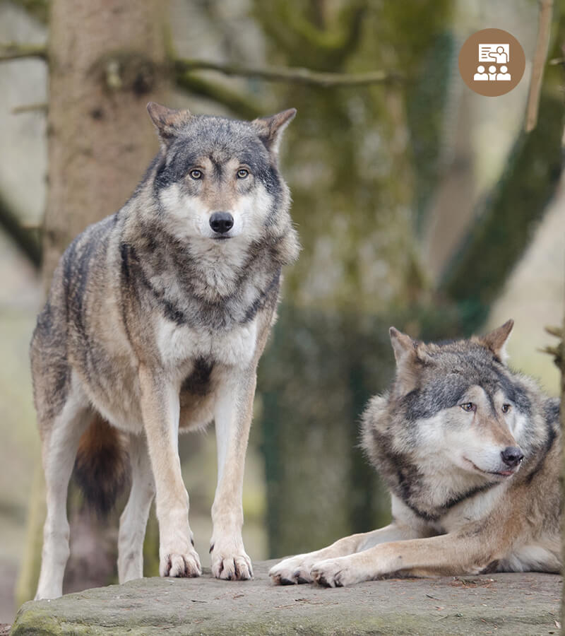 Corporates 22 Wild Animal Frame