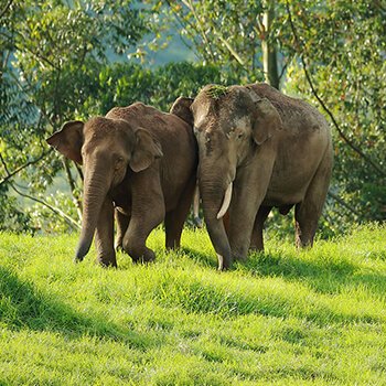 Wild Animal Photo Frame