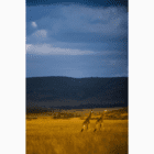 Wild Animal Photo Frame