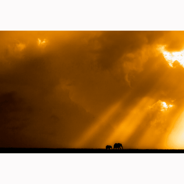 Wildlife Frame