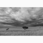 Wild Animal Photo Frame