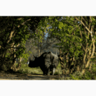 Wild Animal Photo Frame