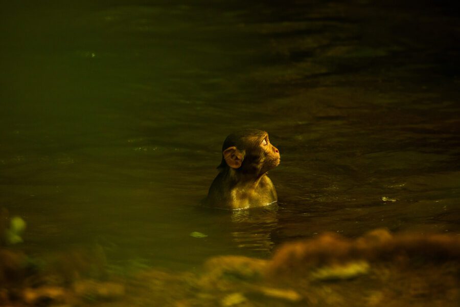 Kenya Wildlife Safaris