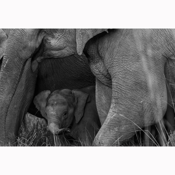 Wild Animal Photo Frame