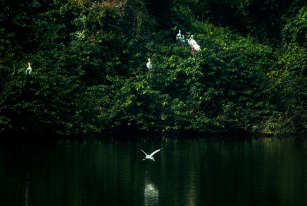 wildlife nature image