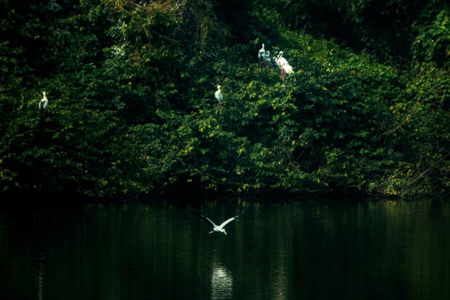wildlife nature image
