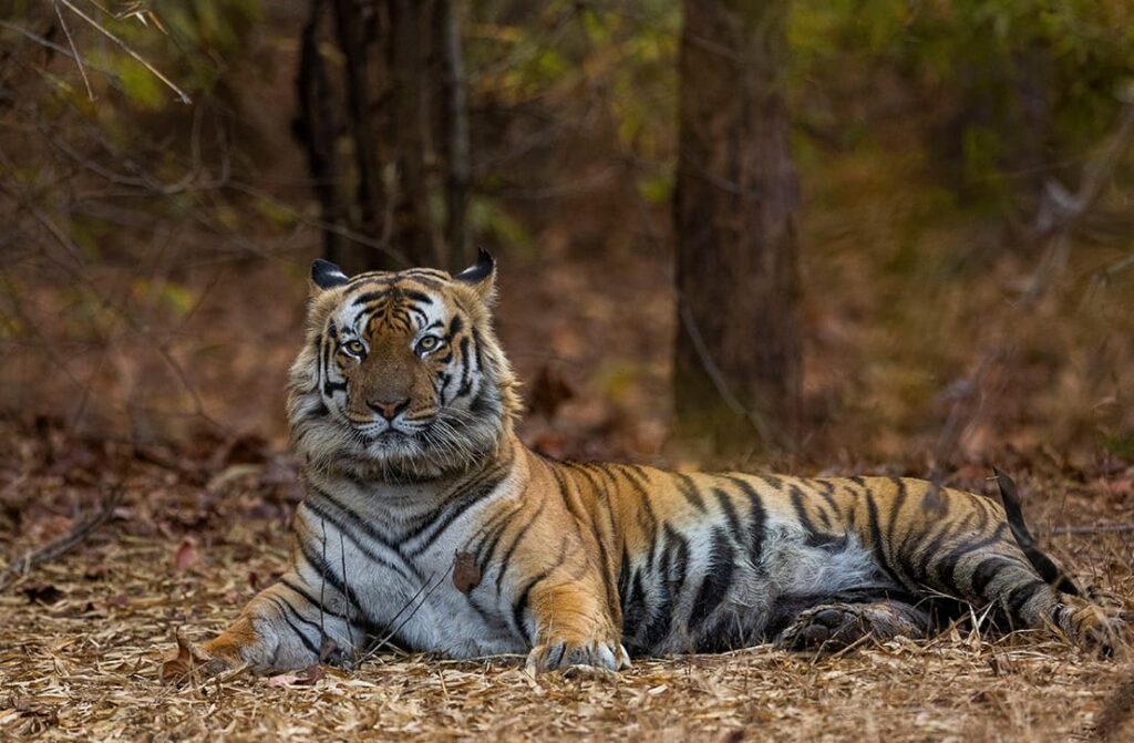 Local Nature and Wildlife Trails_3 svg+xml;charset=utf